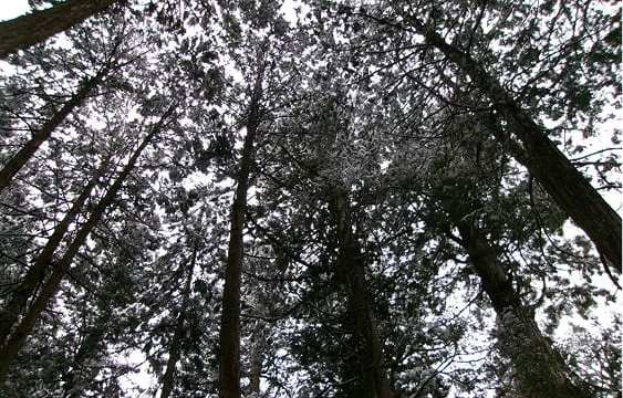 木々の写真